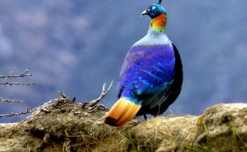 popular images